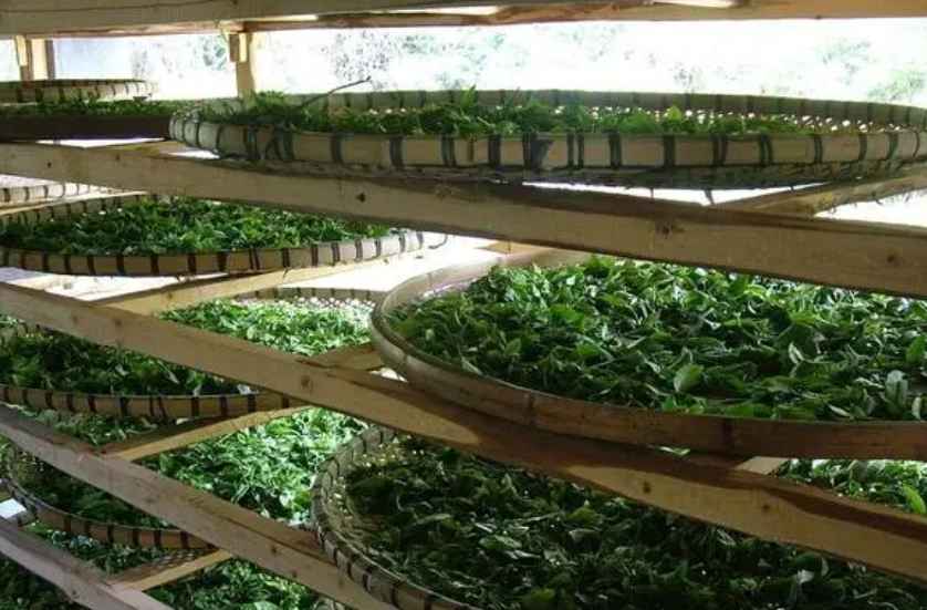 建造茶葉冷庫過程中需要注意哪些事項？