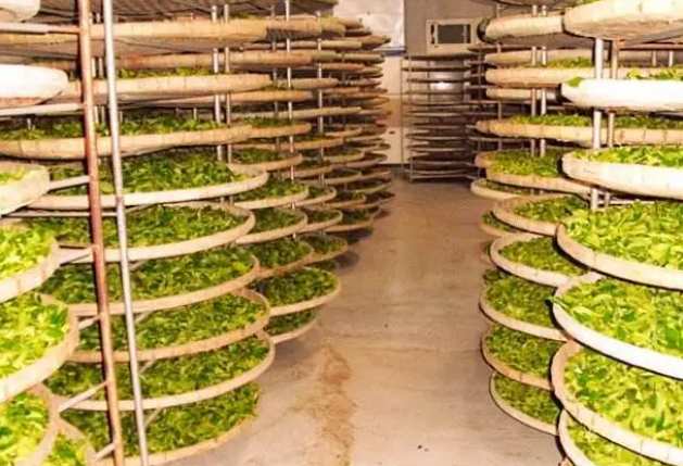 建造茶葉冷庫過程中需要注意哪些事項？