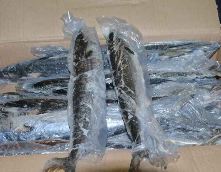 安裝50平米凍魚冷凍冷庫(kù)價(jià)格多少錢
